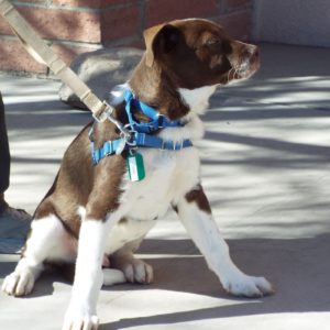 Picture of Basil