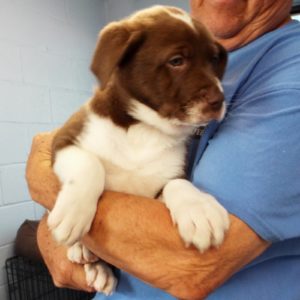 Picture of Basil