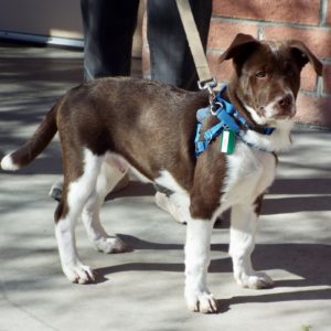 Picture of Basil