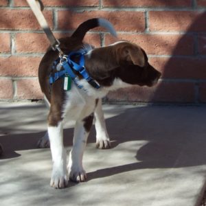 Picture of Basil