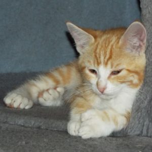 Picture of Bassett