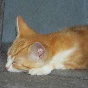Picture of Bassett
