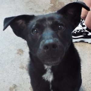 Picture of Bellatrix