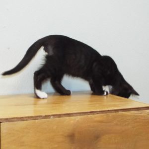 Picture of Blast