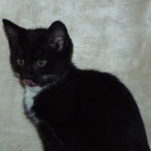 Picture of Boom
