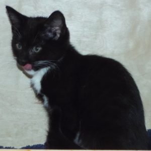 Picture of Boom