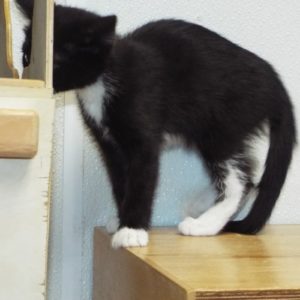 Picture of Boom
