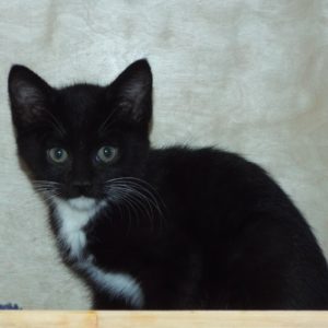 Picture of Boom