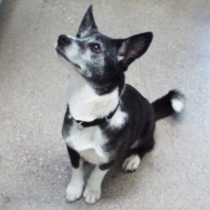 Picture of Buster
