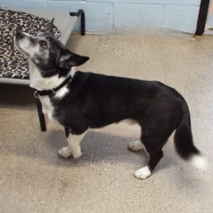 Picture of Buster