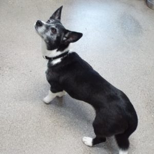 Picture of Buster