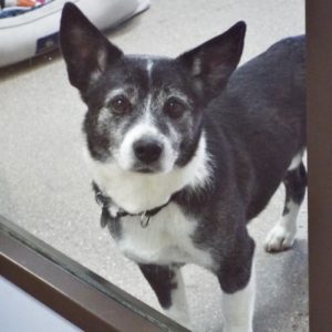 Picture of Buster