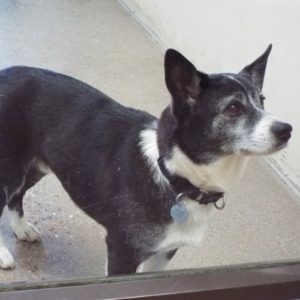 Picture of Buster
