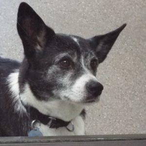 Picture of Buster