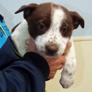 Picture of Chevy