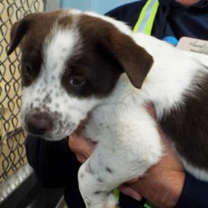 Picture of Chevy