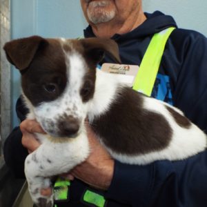 Picture of Chevy