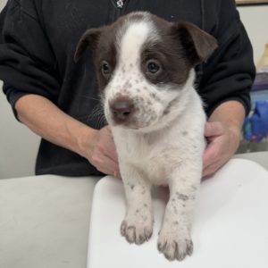 Picture of Chevy