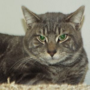 Picture of Chowder