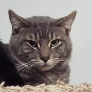 Picture of Chowder