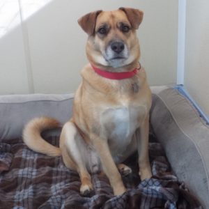 Picture of Cinnamon