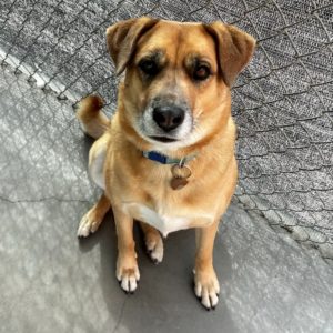 Picture of Cinnamon