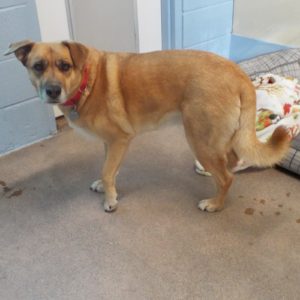 Picture of Cinnamon
