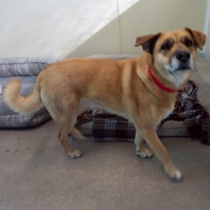 Picture of Cinnamon