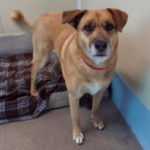 Picture of Cinnamon
