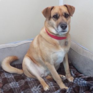 Picture of Cinnamon