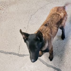 Picture of Clipper