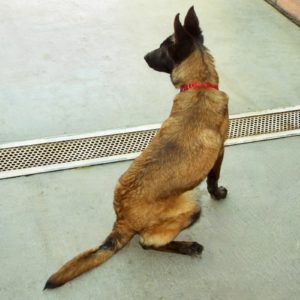 Picture of Clipper
