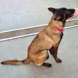 Picture of Clipper