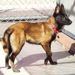 Picture of Clipper