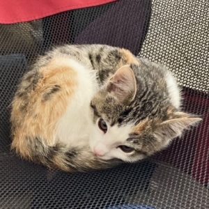 Picture of Crystal
