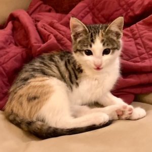 Picture of Crystal