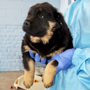 Picture of Bear