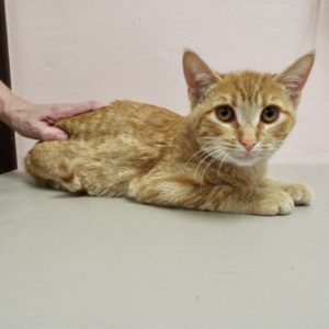 Picture of Delilah