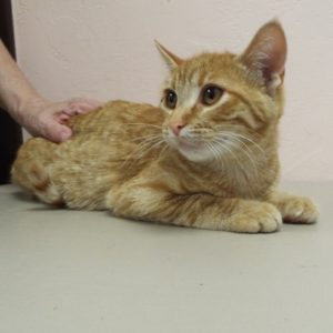 Picture of Delilah