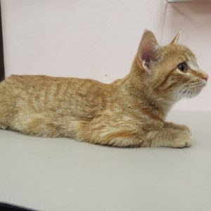 Picture of Delilah