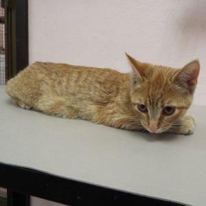 Picture of Delilah
