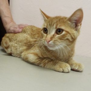 Picture of Delilah