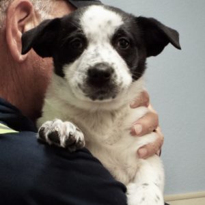 Picture of Dodge