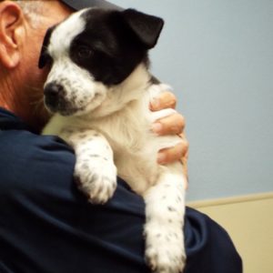 Picture of Dodge