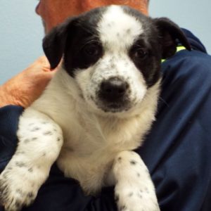 Picture of Dodge