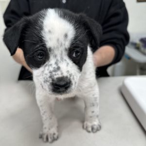Picture of Dodge