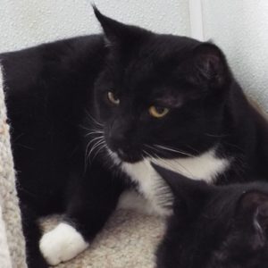 Picture of Dorian