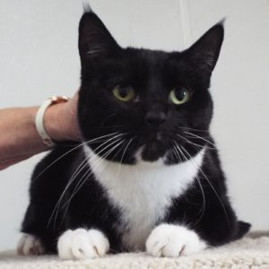 Picture of Dorian