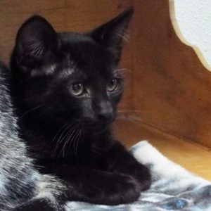 Picture of Fig Newton