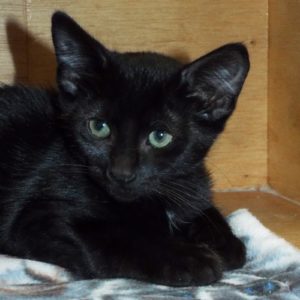 Picture of Fig Newton